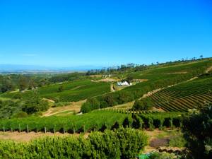 Constantia Wine Farm in Cape Town